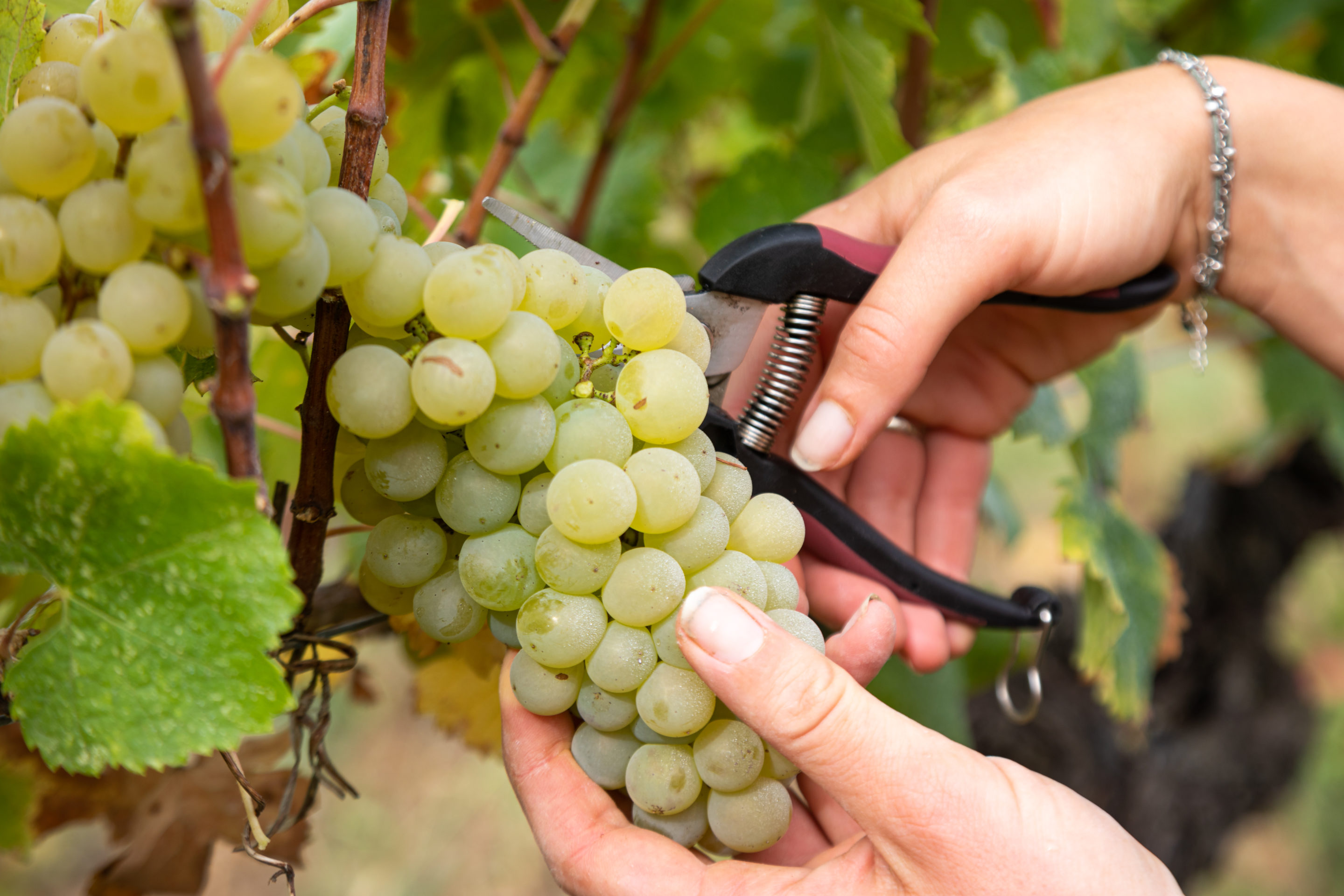 ensaint-amand-12frsaint-amand-12