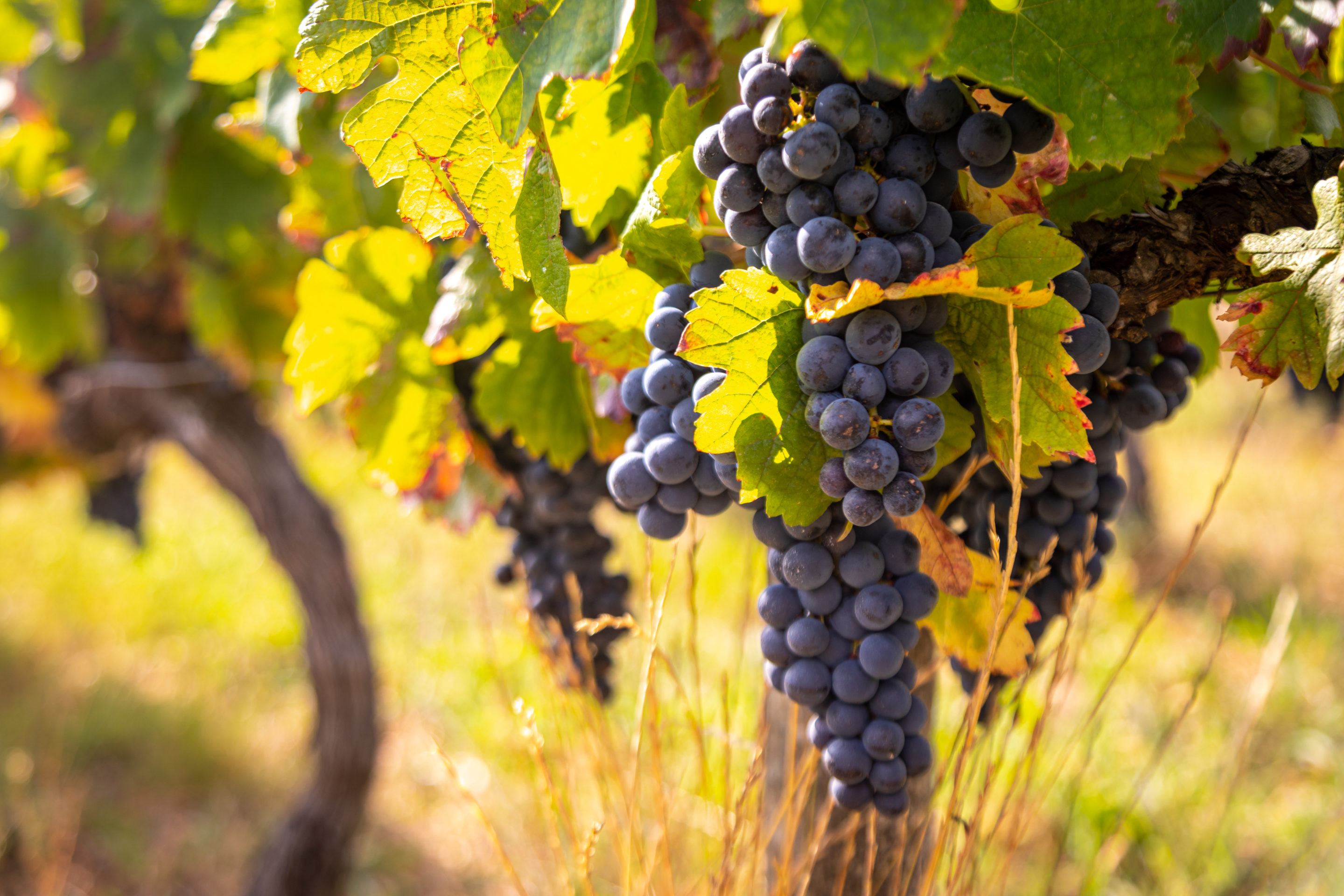 ensaint-amand-24frsaint-amand-24